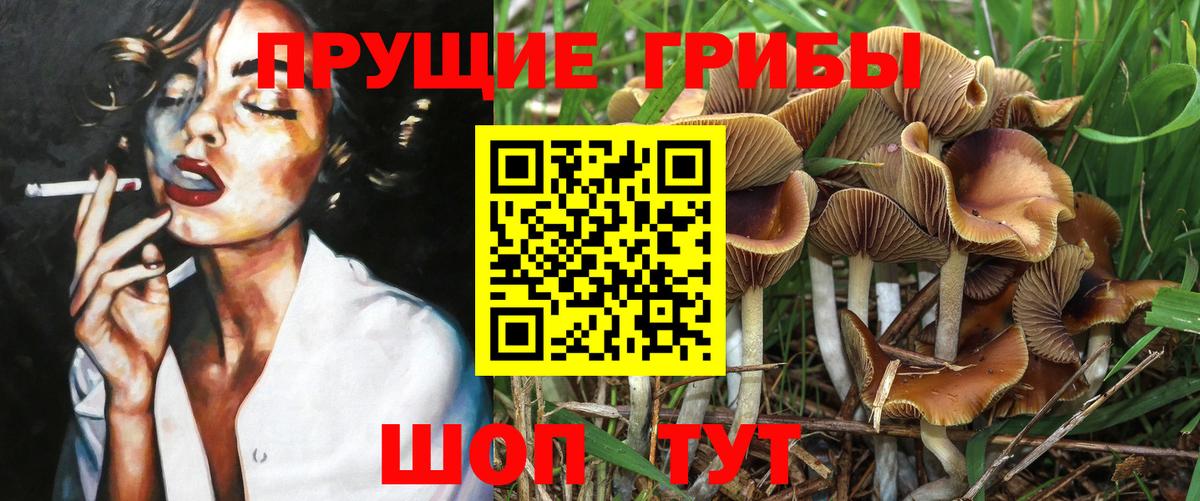 Острогожск  Галлюциногенные грибы прущие грибы  Вход с VPN 