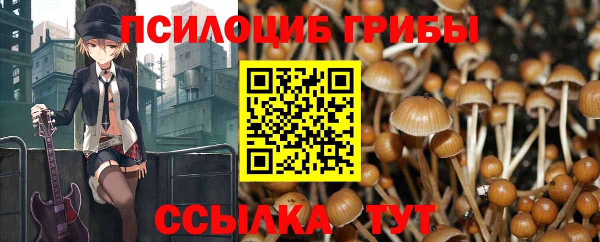 Псилоцибиновые грибы Psilocybe Острогожск